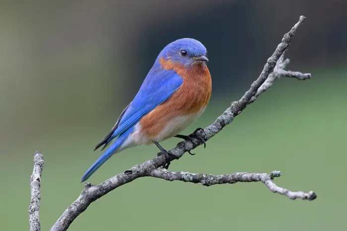 Framed Print : Male Eastern bluebird, Kentucky