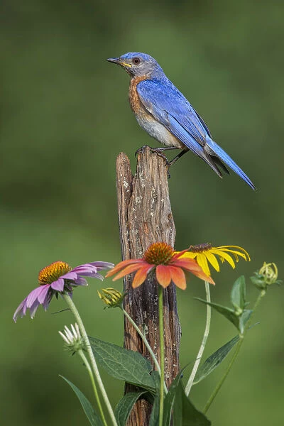 Male Eastern bluebird on old fence post with cone flowers