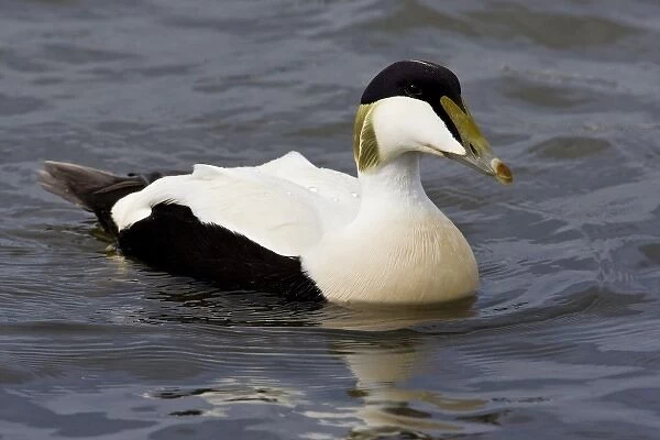 Male Eider duck swims in a city pond in Reykjavik, Iceland