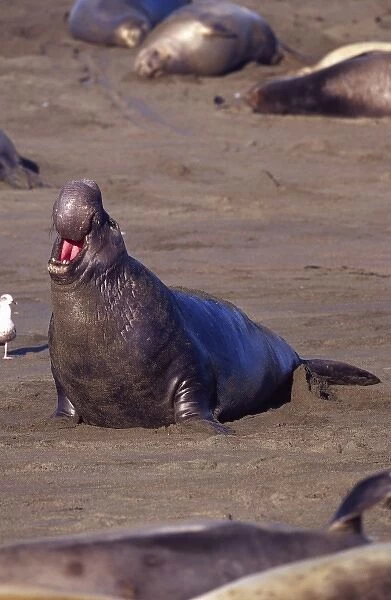 Male Elephant Seal Calling, Mirounga angustirostris, Piedras Blancas, Central California