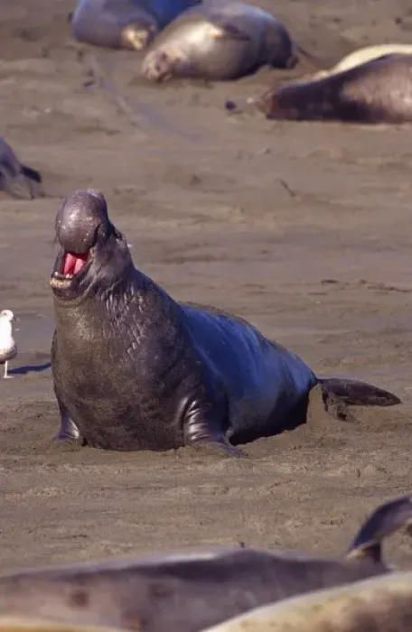 Framed Print : Male Elephant Seal Calling, Mirounga angustirostris, Piedras Blancas, Central California Framed Print : Male Elephant Seal Calling, Mirounga angustirostris, Piedras Blancas, Central California