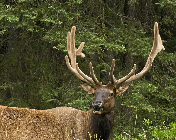Male Elk, Bow Valley Parkway, Banff National Park, Alberta, Canada