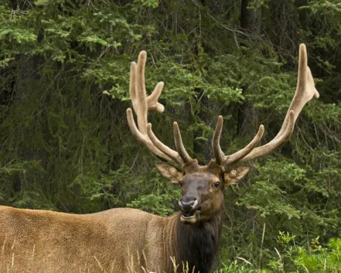 Framed Print : Male Elk, Bow Valley Parkway, Banff National Park, Alberta, Canada Framed Print : Male Elk, Bow Valley Parkway, Banff National Park, Alberta, Canada