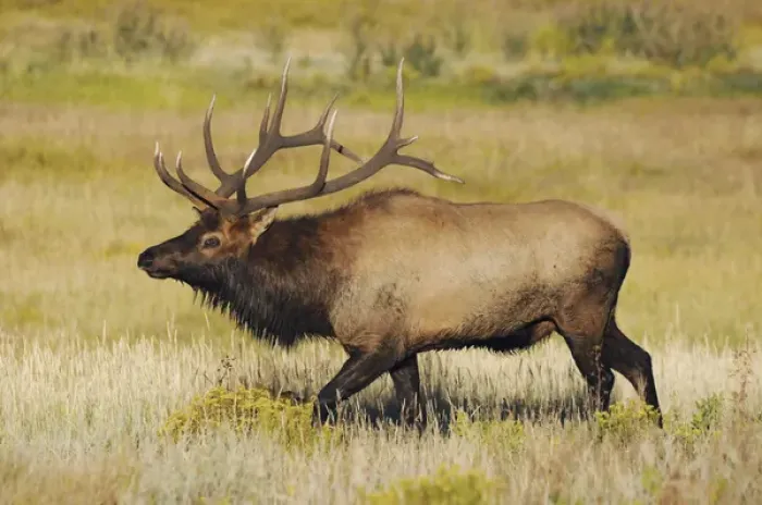 Framed Print : Male Elk Bugling: Moraine Park, Rocky Mountain National Park, Colorado, USA Framed Print : Male Elk Bugling: Moraine Park, Rocky Mountain National Park, Colorado, USA