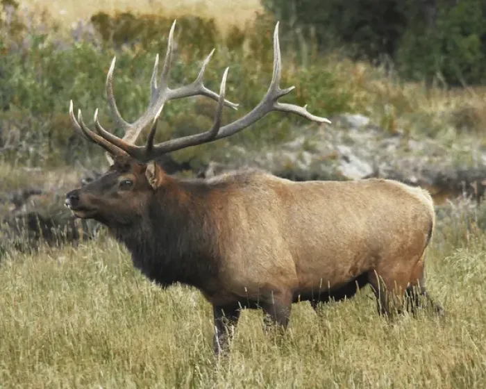 Framed Print : Male Elk in Moraine Park: Rocky Mountain National Park, Colorado, USA