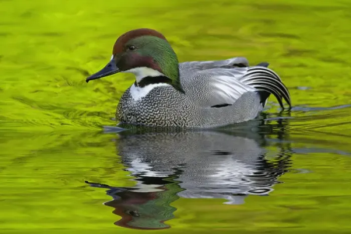 Framed Print : Male Falcated Duck or Falcated Teal, Anas falcata