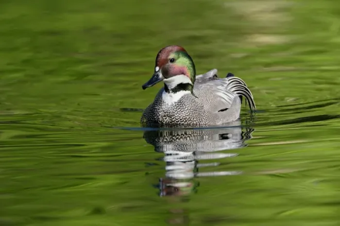 Framed Print : Male Falcated Duck or Falcated Teal, Anas falcata Framed Print : Male Falcated Duck or Falcated Teal, Anas falcata