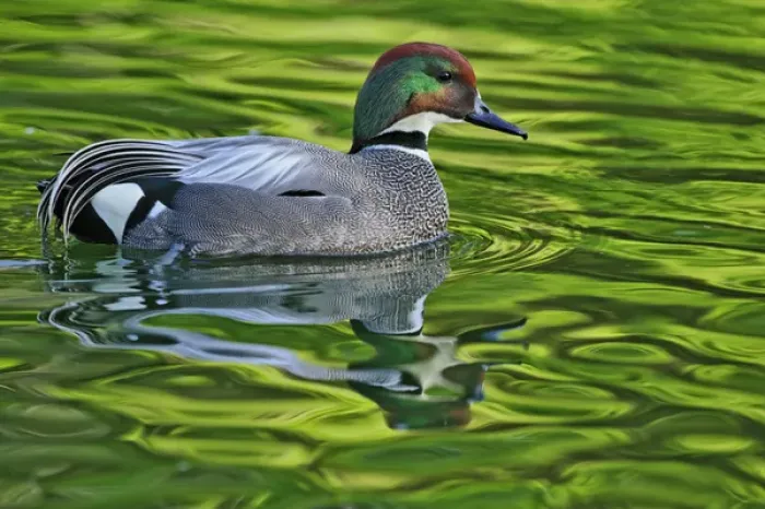 Framed Print : Male Falcated Duck or Falcated Teal, Anas falcata