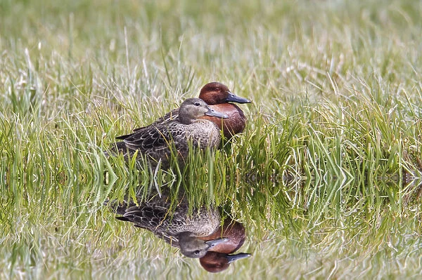 Male and female Cinnamon Teal, Yellowstone National Park, Wyoming