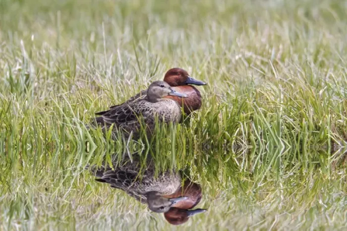 Framed Print : Male and female Cinnamon Teal, Yellowstone National Park, Wyoming