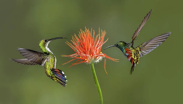 Male and female Green breasted Mango hummingbirds flying, Costa Rica