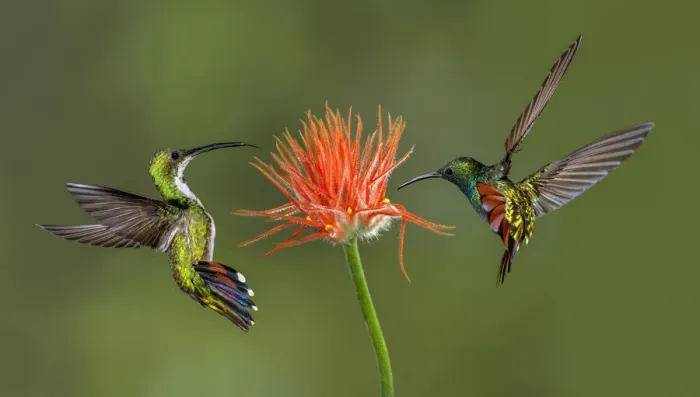 Framed Print : Male and female Green breasted Mango hummingbirds flying, Costa Rica Framed Print : Male and female Green breasted Mango hummingbirds flying, Costa Rica