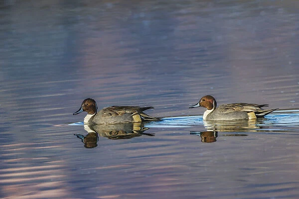 Male and female Northern pintail ducks. Bosque del Apache National Wildlife Refuge, New Mexico