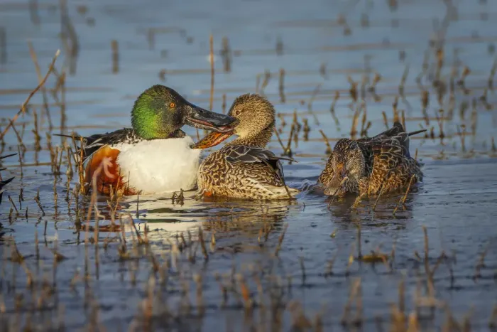 Framed Print : Male with two female Northern shovelers, Bosque del Apache National Wildlife Refuge, New Mexico Framed Print : Male with two female Northern shovelers, Bosque del Apache National Wildlife Refuge, New Mexico