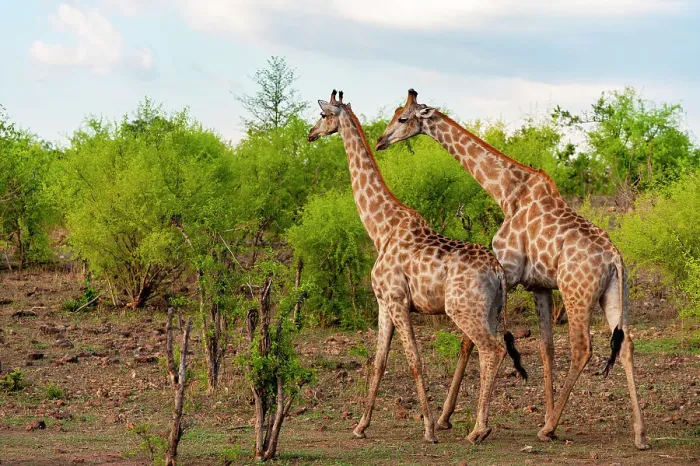 Framed Print : A male and a female southern giraffe, Giraffa camelopardalis, walking together through a shrubby landscape. Chobe National Park, Botswana