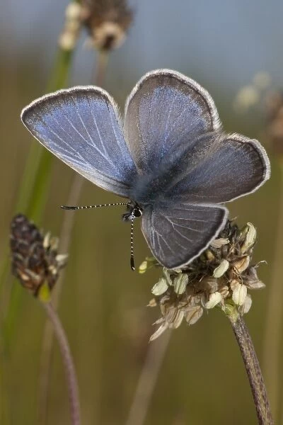 A male Fenders Blue Butterfly (Icaricia icarioides fenderi), Baskett Butte