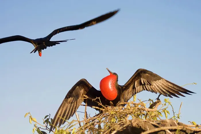 Framed Print : Male frigate bird staying back to guard the nest while showing his colors. Galapagos Islands, Ecuador Framed Print : Male frigate bird staying back to guard the nest while showing his colors. Galapagos Islands, Ecuador