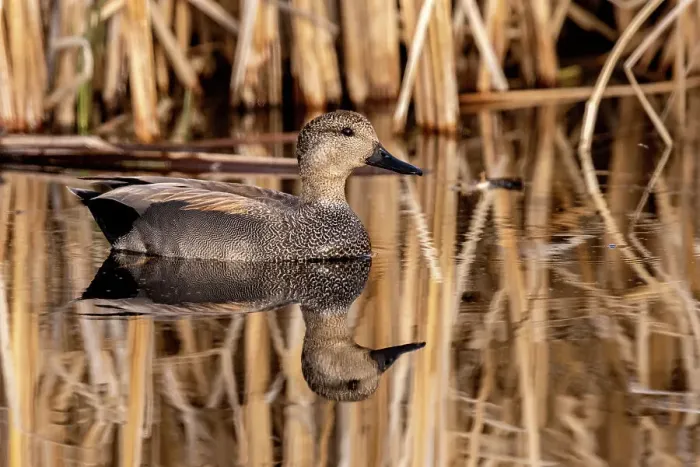 Framed Print : Male Gadwall at Ninepipe National Wildlife Refuge in the Mission Valley, Montana, USA Framed Print : Male Gadwall at Ninepipe National Wildlife Refuge in the Mission Valley, Montana, USA