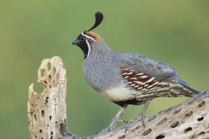 Framed Print : Male Gambels quail