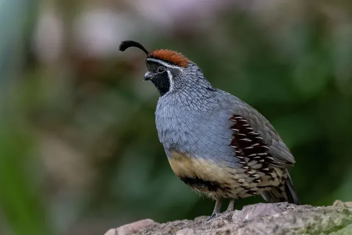 Framed Print : Male Gambel's quail at the Arizona Sonoran Desert Museum in Tucson, Arizona, USA Framed Print : Male Gambel's quail at the Arizona Sonoran Desert Museum in Tucson, Arizona, USA