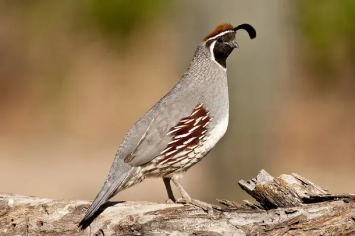 Framed Print : Male Gambels Quail Lophortyx gambelii SE Arizona
