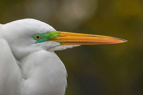 Male Great egret in breeding plumage, Merritt Island National Wildlife Refuge, Florida