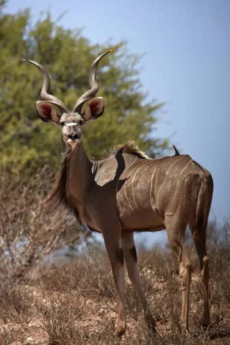 Framed Print : Male greater kudu (Tragelaphus strepsiceros), Kgalagadi Transfrontier Park, South Africa