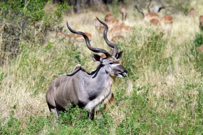 Framed Print : Male greater kudu (Tragelaphus strepsiceros) Kruger National Park, South Africa, Africa