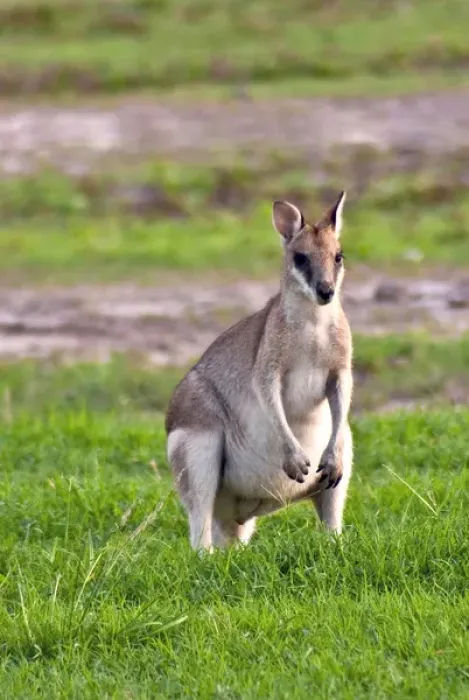 Framed Print : A male Grey kangaroos (Macropus giganteus) in field on a station in Queensland, Australia
