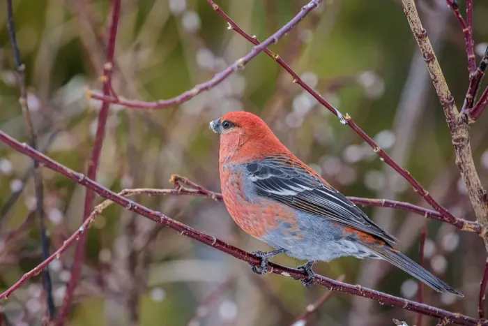 Framed Print : Male grosbeak near Nordegg, Alberta, Canada