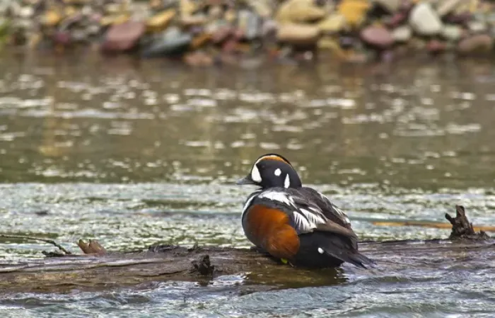 Framed Print : Male Harlequin duck in McDonald Creek in Glacier National Park, Montana, USA