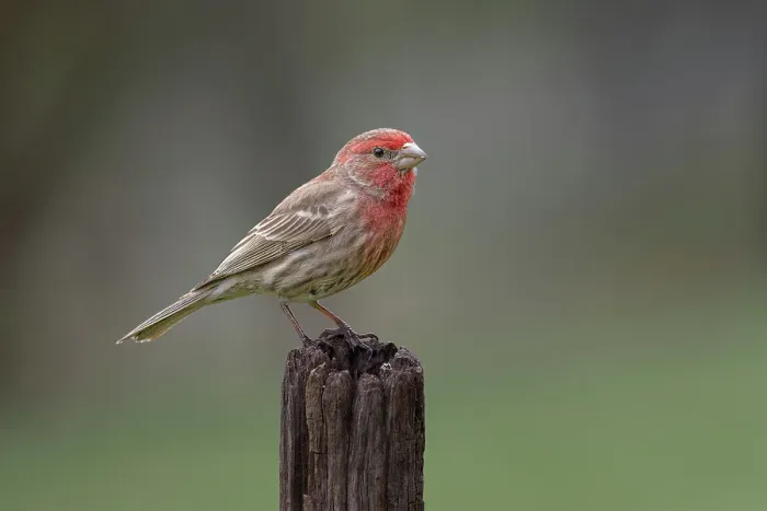 Framed Print : Male house finch in winter Framed Print : Male house finch in winter