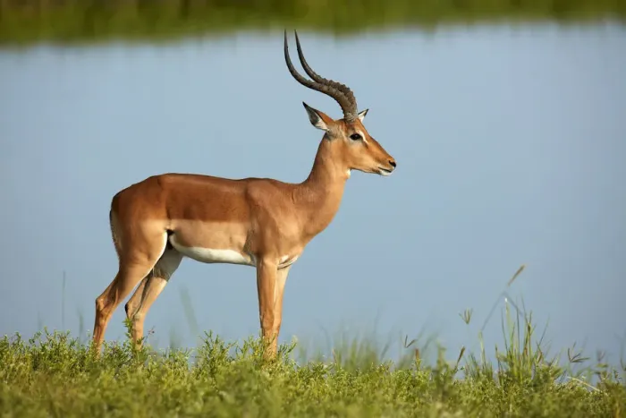 Framed Print : Male impala (Aepyceros melampus melampus), Chobe River, Chobe National Park, Botswana Framed Print : Male impala (Aepyceros melampus melampus), Chobe River, Chobe National Park, Botswana