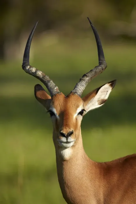 Framed Print : Male impala (Aepyceros melampus melampus), Moremi Game Reserve, Botswana, Africa Framed Print : Male impala (Aepyceros melampus melampus), Moremi Game Reserve, Botswana, Africa
