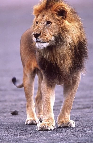 Male Lion on dry lake bed, Panthera leo, Tanzania Africa