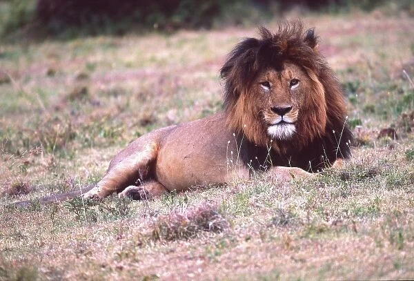 Male Lion after a large meal, Panthera leo, Tanzania, Africa