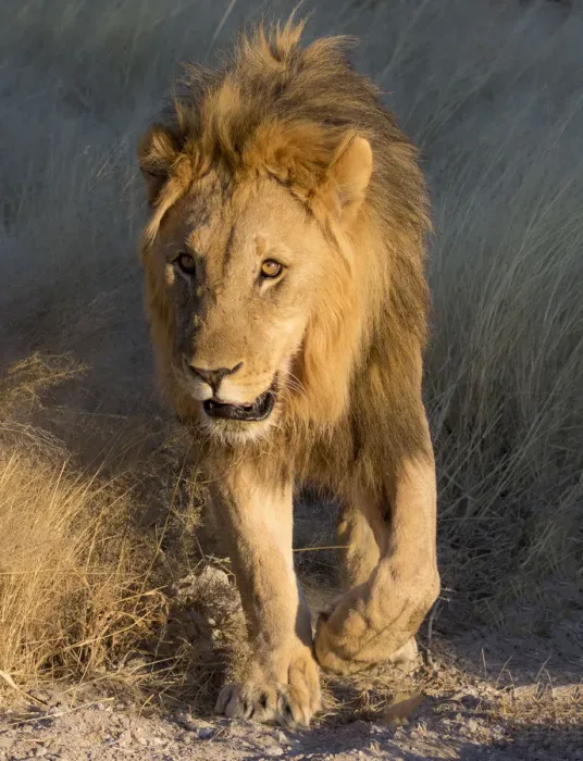 Framed Print : Male Lion near waterhole Etosha National Park, Namibia Framed Print : Male Lion near waterhole Etosha National Park, Namibia