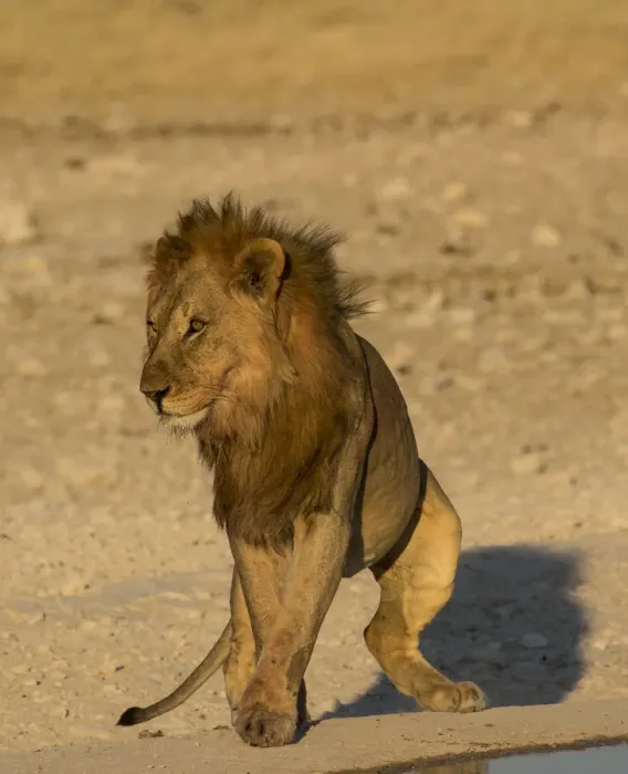 Framed Print : Male Lion near waterhole Etosha National Park, Namibia Framed Print : Male Lion near waterhole Etosha National Park, Namibia
