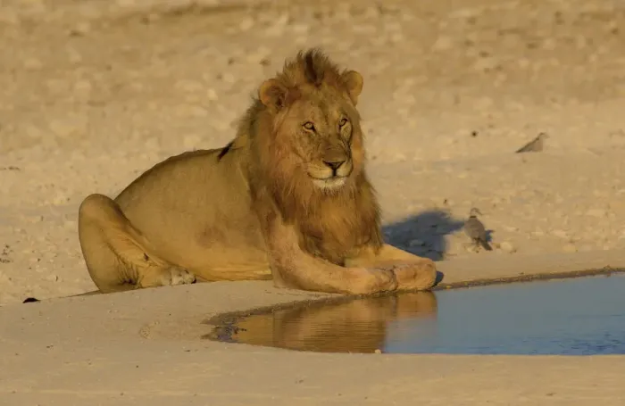 Framed Print : Male Lion near waterhole Etosha National Park, Namibia
