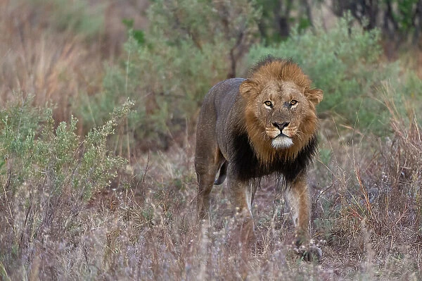 A male lion, Panthera leo, patrolling. Khwai Concession, Okavango Delta, Botswana