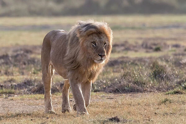 A male lion, Panthera leo, patrolling the territory. Ndutu, Ngorongoro Conservation Area, Tanzania