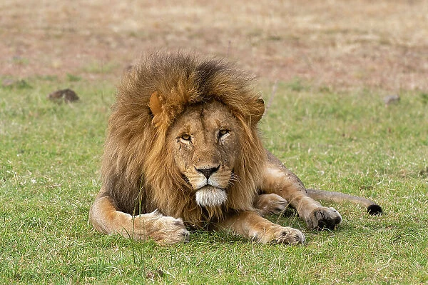 A male lion, Panthera leo, resting on grass. Masai Mara National Reserve, Kenya, Africa