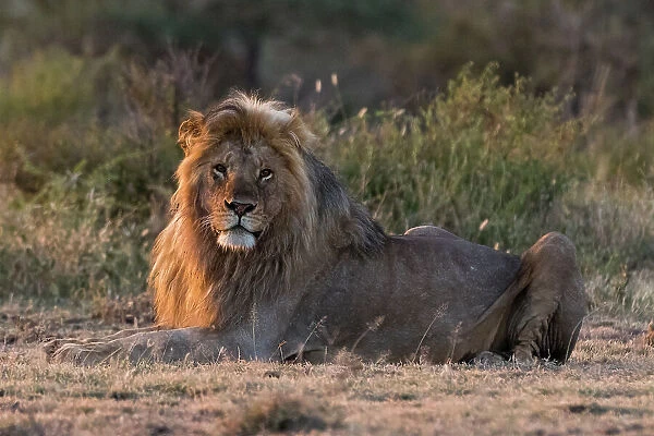 A male lion, Panthera leo, resting at sunrise and looking at the camera. Ndutu, Ngorongoro Conservation Area, Tanzania