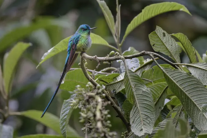 Framed Print : Male Long-tailed sylph, Ecuador Framed Print : Male Long-tailed sylph, Ecuador