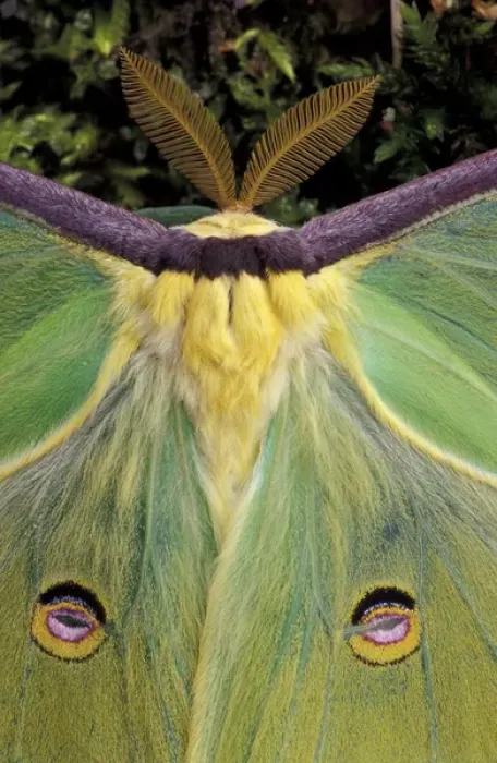 Framed Print : Male Luna Moth antenae and wing spots. (Actias luna) Framed Print : Male Luna Moth antenae and wing spots. (Actias luna)