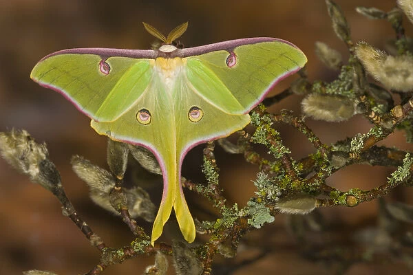 Male Luna Silk Moth of North American photographed Sammamish, Washington