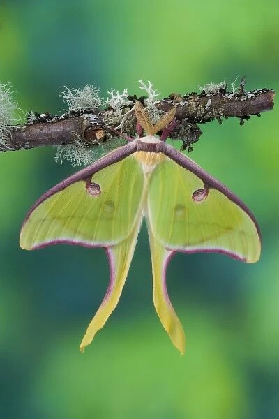 Male Luna Silk Moth of North American photographed Sammamish, Washington
