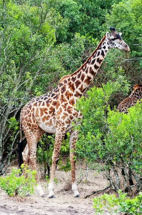 Framed Print : Male Maasai Giraffe (giraffa camelopardalis), Maasai Mara National Reserve, Kenya, Africa