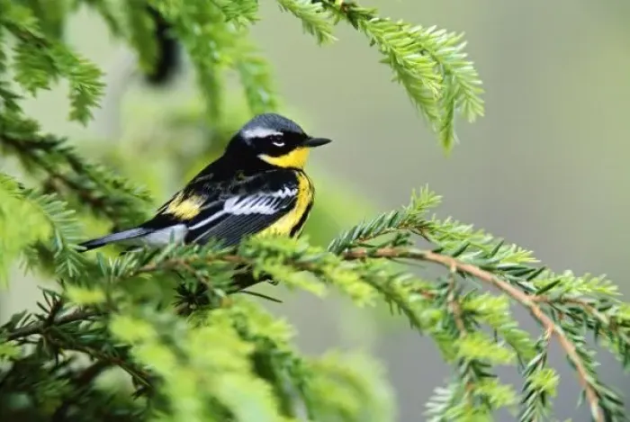 Framed Print : Male Magnolia Warbler, Dendroica magnolia Framed Print : Male Magnolia Warbler, Dendroica magnolia