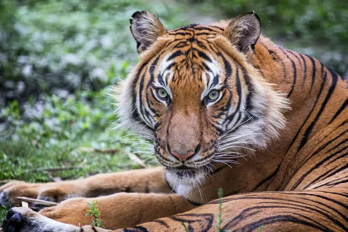 Framed Print : A male Malayan tiger stares Framed Print : A male Malayan tiger stares
